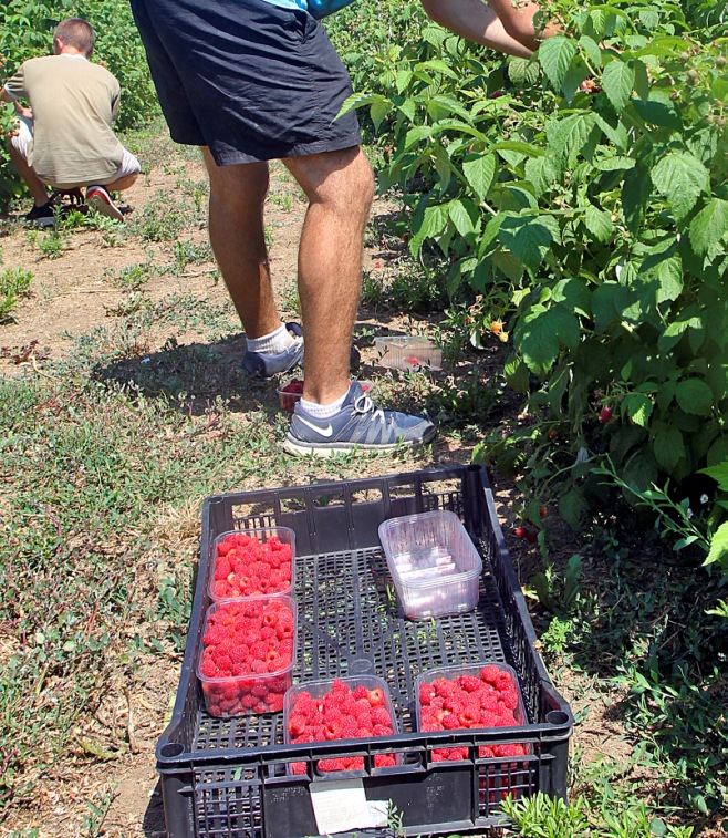 „Umesto da cenu znamo u februaru, berba je počela i sada samo predajemo malinu koju tokom dana naberemo” Počela berba "crvenog zlata", cena se još ne zna; Otkupljivači ćute