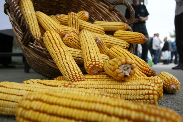 Najviše trgovano kukuruzom Veća potražnja za novim rodom