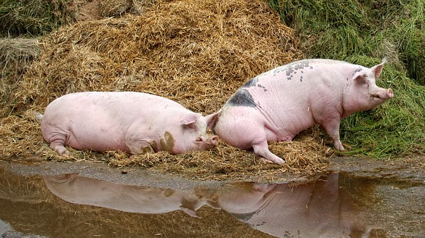 Eutanazirano 19.740 zaraženih svinja Ministarka kaže da je to zabrinjavajući broja, ali...