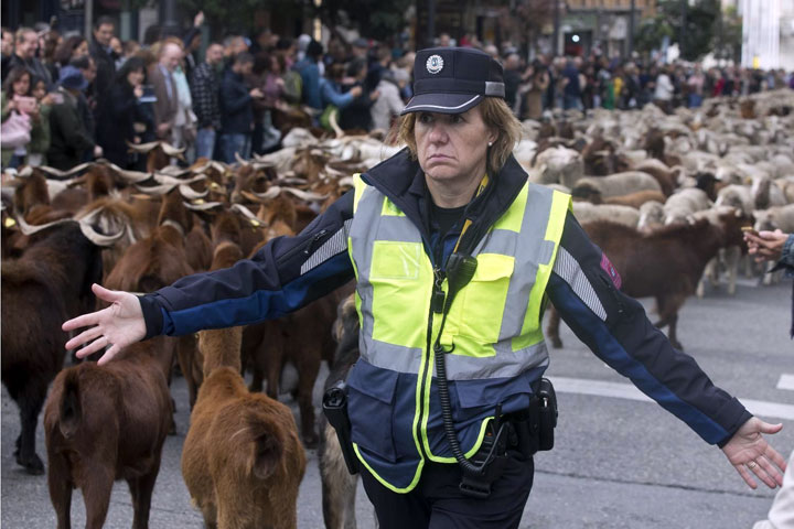 Ovce prolaze Madridom/Fonet/AP