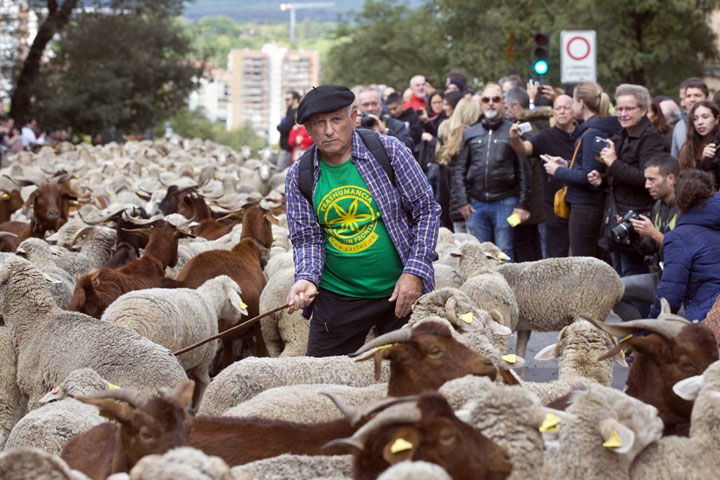 Ovce prolaze Madridom/Fonet/AP