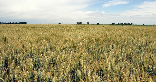 Žetva pšenice se zahuktala, otkupljivači nude 19 dinara