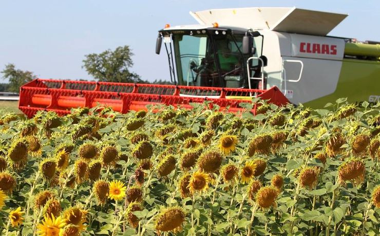 Zbog rata Rusije i Zapada cena našeg suncokreta prepolovljena Poljoprivrednici u teškoj situaciji