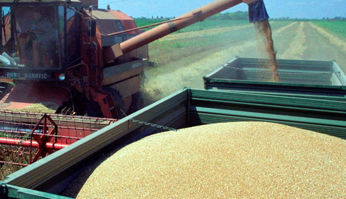 Đaković: Otkupna cena pšenice za robne rezerve 40 dinara