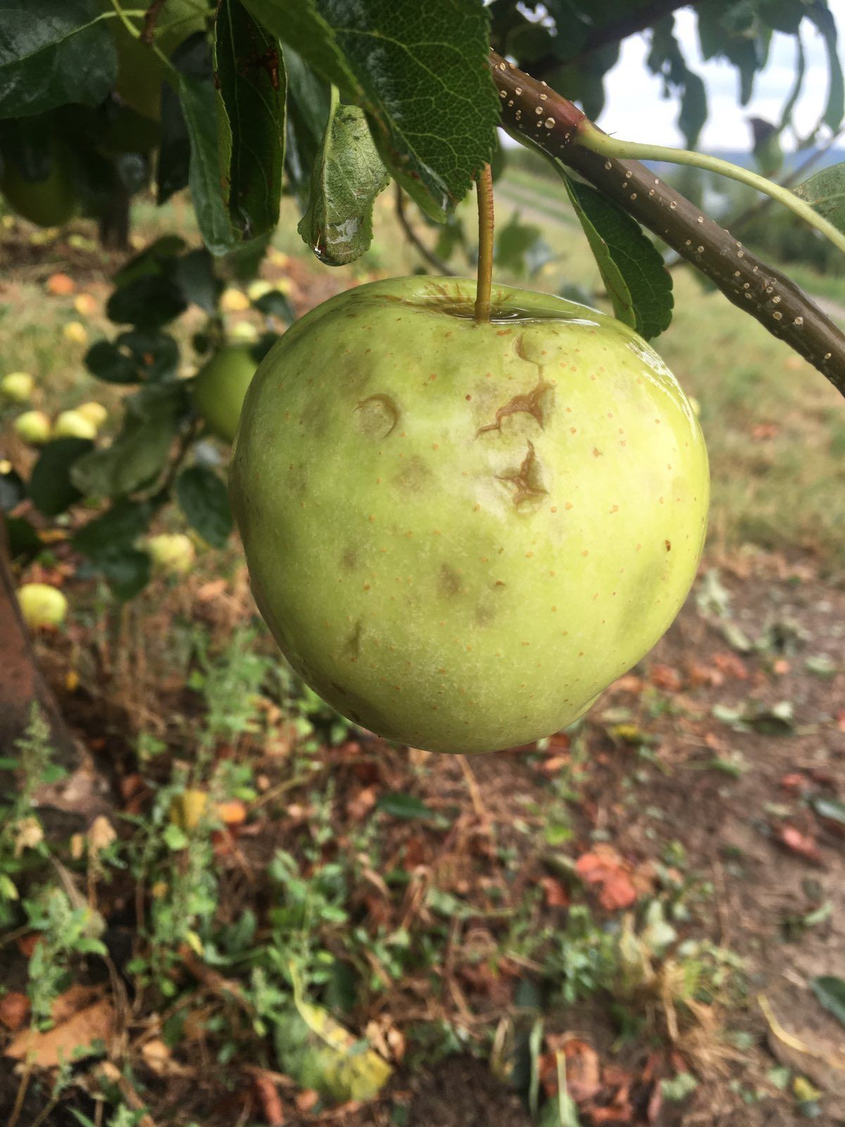 (FOTO) UNIŠTENO SVE ZA SAMO NEKOLIKO MINUTA! Jak grad opustošio sela u srpskoj Toskani