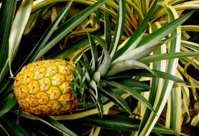 ТАЈНА ТРОПСКОГ ПЛОДА Шест здравствених предности ананаса! ШТИТИ СРЦЕ, ВИД, ВАРЕЊЕ...