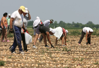 СЕЗОНЦИ ЗАРАЂУЈУ И ДО 180.000 ДИНАРА! Ево који послови доносе највише новца у Србији