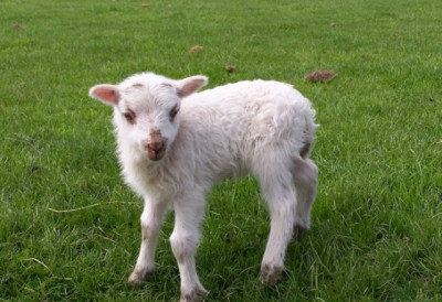 СЛАБА ПОНУДА ДИГЛА ЦЕНЕ У НЕБЕСА Јагњад и бикови оборили све рекорде на сточним пијацама