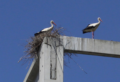 ПТИЧЈИ ГРИП ХАРА ЕВРОПОМ На стотине рода ПРОНАЂЕНО МРТВО у близини Мадрида