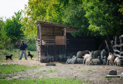 КИЛОГРАМ КОШТА 1.000 ЕВРА И ПРОИЗВОДИ СЕ САМО У СРБИЈИ У Засавици праве НАЈСКУПЉИ СИР НА СВЕТУ Купују га амбасадори, један тајкун ПЛАТИО 5 МИЛИОНА ДОЛАРА само да га проба