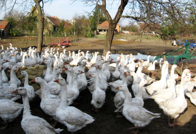 Гурмани неће бити срећни СА МЕНИЈА ИЗБАЧЕН СПЕЦИЈАЛИТЕТ ОД ГУШЧИЈЕ ЏИГЕРИЦЕ Ево због чега!