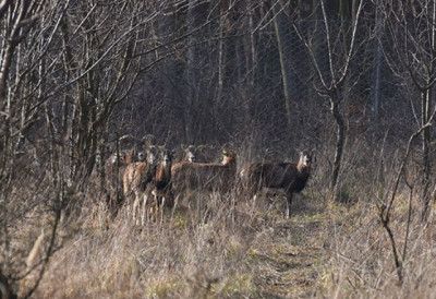 СТАРЕ БУКОВЕ ШУМЕ НА ЦЕНИ Србија номинује три шумска пространства на Унескову листу МЕЂУ ЊИМА И ПАПРАТСКИ ДО НА ФРУШКОЈ ГОРИ