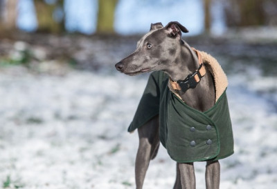 ЗИМСКА МЕЛАНХОЛИЈА НИ ЊИХ НЕ ЗАОБИЛАЗИ Ево која три знака су АЛАРМ за узбуну: Вашем ПСУ је у овим случајевима потребна помоћ! Ово су ПРВИ КОРАЦИ