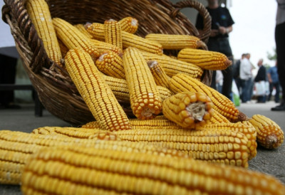 КУКУРУЗОМ СЕ ТРЕНУТНО НАЈВИШЕ ТРГУЈЕ За пшеницу опало интересовање, ЕВО И ЗАШТО