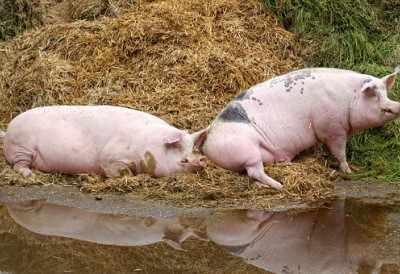 У БОГАТИЋУ НАЂЕНЕ УГИНУЛЕ СВИЊЕ Министарство: Предузете све неопходне мере, немогућа идентификација порекла животиња