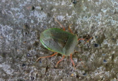 (ФОТО) О не! СМРДЉИВИ МАРТИН КАКВОГ ЈОШ НИСТЕ ВИДЕЛИ Срби усликали смрдибубу, сви су у чуду каква је то сад врста омраженог инсекта