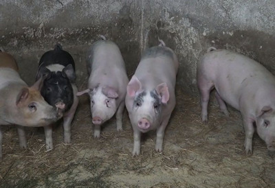 УЗ САМУ ГРАНИЦУ СА СРБИЈОМ Нова жаришта афричке свињске куге у Републици Српској ЗАРАЗА ИЗБИЛА У ВИШЕ НАСЕЉА