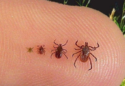 SEZONA KRPELjA POČELA Šta raditi, a šta IZBEGAVATI NAKON UBODA