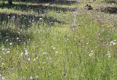 Фрушка гора ће бити безбедна за 1. мај! Циклонизација најавила ТРЕТМАНЕ ПРОТИВ КРПЕЉА НА СВИМ ИЗЛЕТИШТИМА Ево када крећу у акцију!