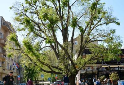ПОСЛЕ ХЛАДНОГ ЈУТРА Данас нас очекује сунчано време, уз постепено отопљавање ЕВО КОЛИКА ЋЕ БИТИ МАКСИМАЛНА ТЕМПЕРАТУРА