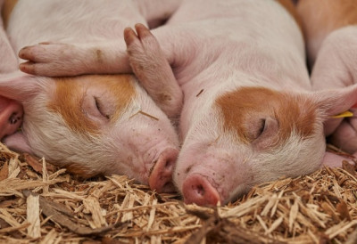 ПРИБЛИЖАВА СЕ СВИЊОКОЉ Цене товљеника у Српској већ достигле рекорд И ПОЛУТКЕ СУ НА ЦЕНИ