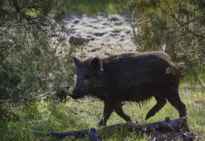 КО ЈЕ ЗАРАЗИО ДИВЉЕ СВИЊЕ? Шпанија истражује да ли је епидемија болести куге изазвана из ЛАБОРАТОРИЈЕ