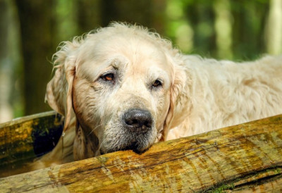 ГРЕШКА KОЈУ СВИ ПРАВЕ, НАРОЧИТО ЛЕТИ Овако можете угрозити живот свог пса