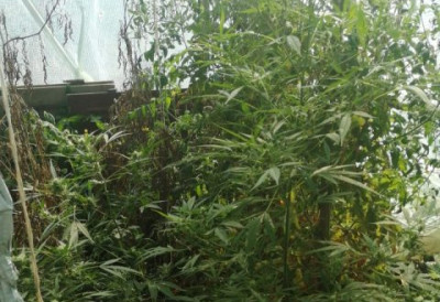 БАКА И ТРАВА: На плантажи у Хрватској 64-годишњакиња произвела 11 килограма марихуане