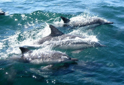 СТРАВИЧАН ПРИЗОР У АМАЗОНУ Делфини буквално скувани живи!