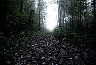 КРАО ДРВО У ПРИВАТНИМ ШУМАМА Пријепољац секао дрво редом, па ПРОДАВАО НА ЦРНО „Оперисао“ и по парцелама Србијашума