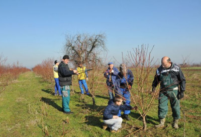 ОВО ВОЋЕ МОЖЕТЕ ОРЕЗАТИ У ДЕЦЕМБРУ Неколико стручних савета за децембарске баштенске послове