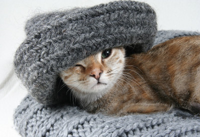 ЖЕНЕ ЧУЈУ, МУШКАРЦИ – НЕ БАШ Ново истраживање открило: мачке много гласније мјаучу мушкарцима јер им теже привуку пажњу