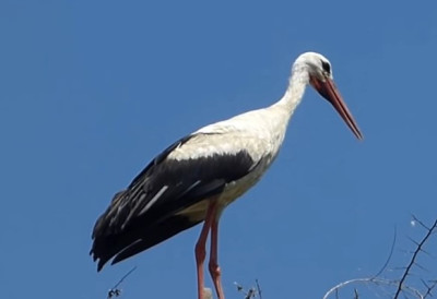 ЖИВИТЕ ЛИ У ПРЕСТОНИЦИ РОДА? Највећа урбана колонија ових птица у нашем делу Европе обитава управо у овом граду у Србији РАТ У ИРАНУ УСПОРИО ОВОГОДИШЊУ МИГРАЦИЈУ ПТИЦА (ВИДЕО)