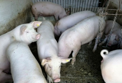 ПРОШИРЕНО ЖАРИШТЕ АФРИЧКЕ КУГЕ СВИЊА У комшилуку на фарми усмрћено свих 6.000 грла