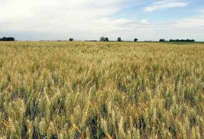 ЖИТО И СТОКА ГУРАЈУ ЦЕНЕ НАГОРЕ Пољопривредни производи осетно скупљи него лане