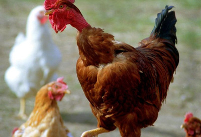 ОВА КОМПАНИЈА У ВОЈВОДИНИ ОСТВАРУЈЕ НАЈВЕЋИ ПРОФИТ ОД ЖИВИНАРСТВА У Србији се годишње произведе 1,57 милијарди јаја ВЕЛИКИ СУФИЦИТ У ИЗВОЗУ