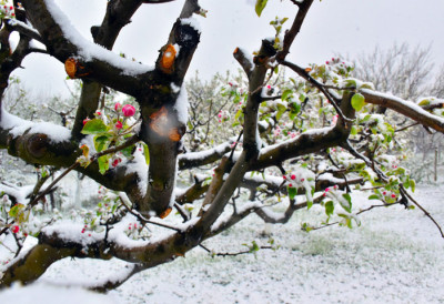 ДА ЛИ СУ ВОЋЊАЦИ ПРЕЖИВЕЛИ СНЕГ? Ево какве ће бити последице лошег времена на српску пољопривреду КРИТИЧНИ ПЕРИОД НАМ ТЕК ПРЕДСТОЈИ У АПРИЛУ