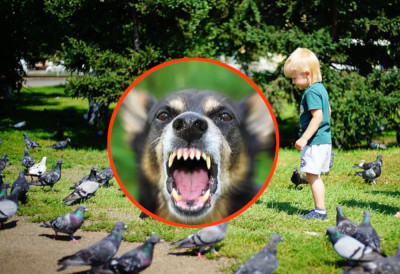 Хорор у вртићу: ВАСПИТАЧИЦА ДОВЕЛА ПСА КОЈИ ЈЕ НАПАО ДЕВЕТОРО ЉУДИ, МЕЂУ ЊИМА И ДЕЦУ Утврђено да је био бесан!