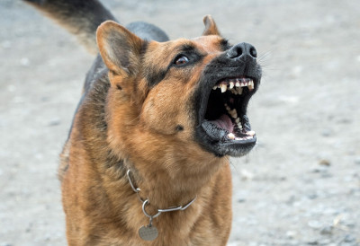 (ФОТО) ШОК СЦЕНЕ ИЗ ГРЧКЕ ЗАПАЛИЛЕ МРЕЖЕ Пас изгризао „рено“ до непрепознатљивости, штета је огромна!