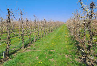 ДРЖАВА ДАЈЕ ОГРОМАН НОВАЦ Расписан јавни позив за инвестиције у засаде воћа, МАКСИМАЛАН ИЗНОС ЈЕ МИЛИОН ЕВРА