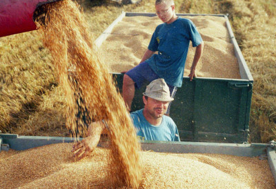 ПШЕНИЦА НАЈТРАЖЕНИЈА НА ПРОДУКТНОЈ БЕРЗИ У НОВОМ САДУ Већа потражња за кукурузом, изостанак трговања сојом