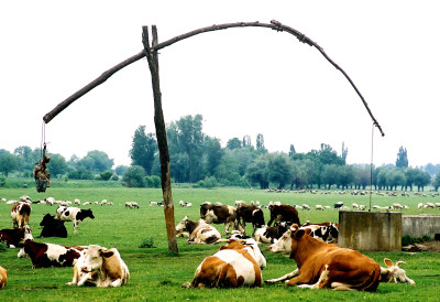 СЈАЈНА ВЕСТ ЗА СРПСКЕ ФАРМЕРЕ Расписан јавни позив за набавку квалитетних приплодних грла ГОВЕДА, ОВЦЕ, СВИЊЕ... МОЖЕТЕ КОНКУРИСАТИ ЧАК И ЗА ОВО