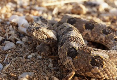 НАРОД КАЖЕ БИЋЕ КАТАСТРОФА Блиски сустрет са змијом усред новембра НЕСВАКИДАШЊИ ДОГАЂАЈ КОД АЛЕКСИНЦА