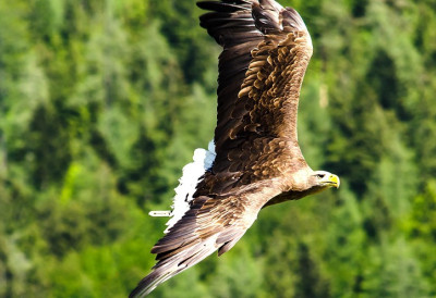 Историјски повратак орлова крсташа 🦅 : Србија бележи рекордну сезону гнежђења!️
