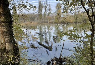 ЕВРОПСКИ АМАЗОН ДОБИЈА НОВИ ЖИВОТ Србија део великог пројекта обнове река и шума