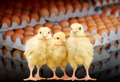 КУПИЛИ 90 ЈАЈА И ОТИШЛИ НА ОДМОР Кад су се вратили у кући их сачекало 70 ПИЛИЋА