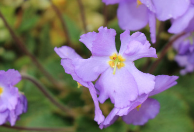 ШТА ЈЕ "НАТАЛИЈИНА РАМОНДА" Симбол српске војске у Великом рату има моћну симболику, називају га и "цвет феникс"