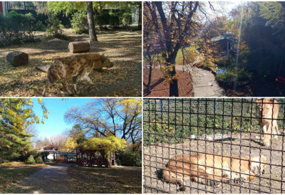 У ПАЛИЋКОМ ЗООЛОШКОМ ВРТУ НИЧЕ УЧИОНИЦА У ПРИРОДИ Фока ужива, тапири се скривају: Ко све остаје напољу кад стигне јесен?