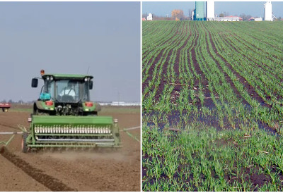 ИЗВОЗ ПШЕНИЦЕ ТЕЧЕ НОРМАЛНО, КИША ПАЛА ТАМАН ЗА СЕТВУ Квалитет семена и суша одлучују о наредној жетви