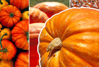 ЗАШТО НЕКЕ БИЉКЕ ИМАЈУ ОГРОМНЕ ПЛОДОВЕ, А НЕКЕ НЕ Џиновске бундеве имају посебан генетски код